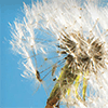 Advising Clients on Elder and Disability Law, Fifth Edition