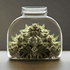 Cannabis Law Conference, 8th Annual