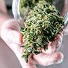 Cannabis Law Conference, 10th Annual